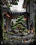 Exquisite danza bonsai Exquisite danza bonsai
